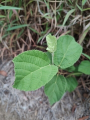 Grewia latifolia