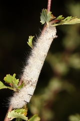 Gastropacha quercifolia
