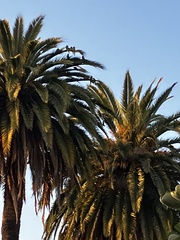 Psittacara erythrogenys