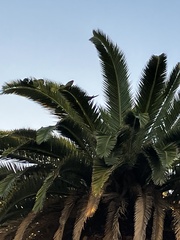 Psittacara erythrogenys