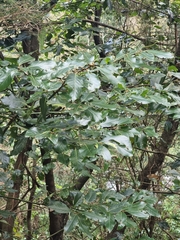 Laurus novocanariensis image