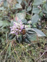 Cucujiformia