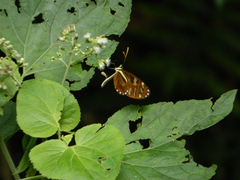 Ithomia heraldica