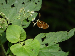 Ithomia heraldica