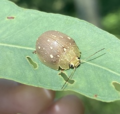Paropsis lutea
