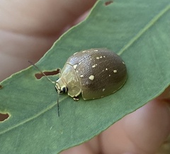 Paropsis lutea