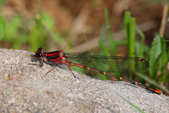 Argia funcki