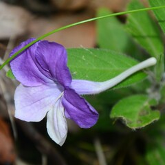 Ruellia squarrosa