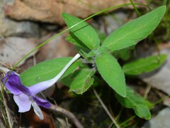 Ruellia squarrosa