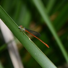 Ceriagrion aeruginosum