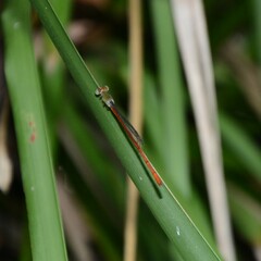 Ceriagrion aeruginosum