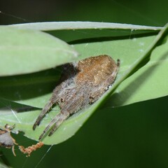 Hortophora