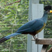 Great Blue Turaco - Photo (c) SandyCole, some rights reserved (CC BY-SA)