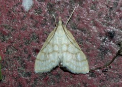 Paracorsia repandalis