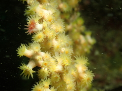 Savalia lucifica