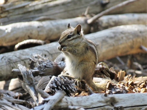 Least Chipmunk photographed in Wyoming