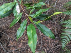Elaeocarpus reticulatus