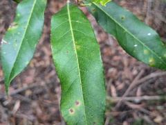Elaeocarpus reticulatus