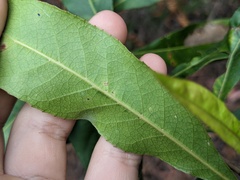 Elaeocarpus reticulatus