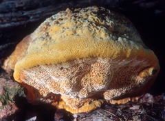 Aurantiporus croceus