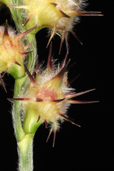 Cenchrus tribuloides