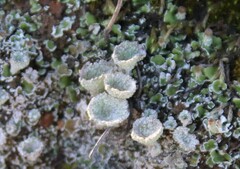 Cladonia chlorophaea
