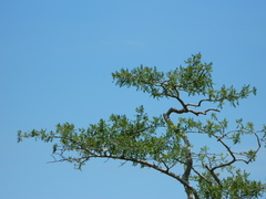 Enterolobium cyclocarpum