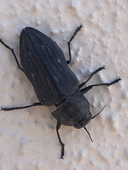 Merimna atrata