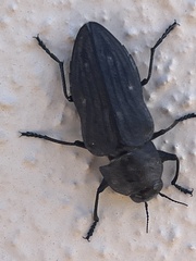 Merimna atrata