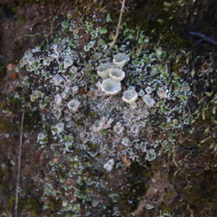 Cladonia chlorophaea