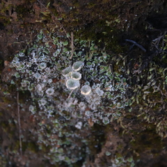 Cladonia chlorophaea
