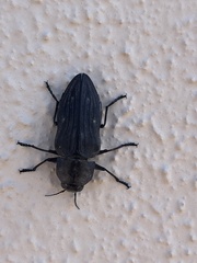 Merimna atrata