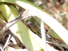 Stenocercus trachycephalus