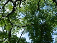 Enterolobium cyclocarpum