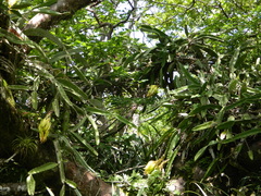 Selenicereus undatus