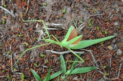 Didymuria violescens