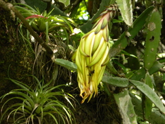 Selenicereus undatus
