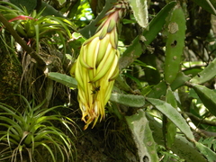 Selenicereus undatus