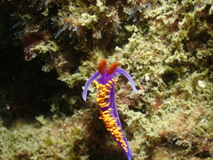Flabellinopsis iodinea
