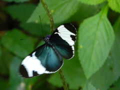 Heliconius sapho