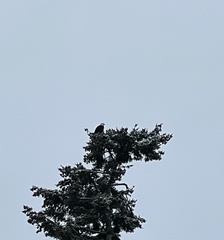 Haliaeetus leucocephalus washingtoniensis