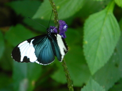 Heliconius sapho