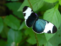 Heliconius sapho