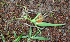 Didymuria violescens
