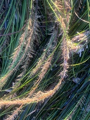 Zosteraceae
