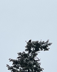 Haliaeetus leucocephalus washingtoniensis
