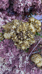 Colpomenia tuberculata