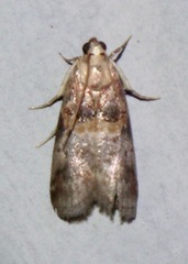 Acrobasis angusella
