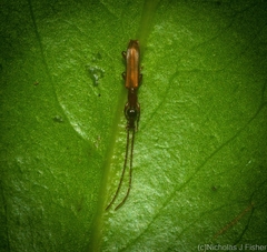 Cerobates