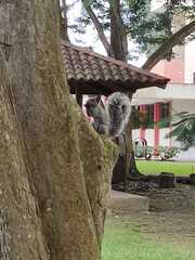 Sciurus stramineus